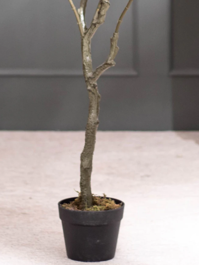 aux Garden Croton Plant