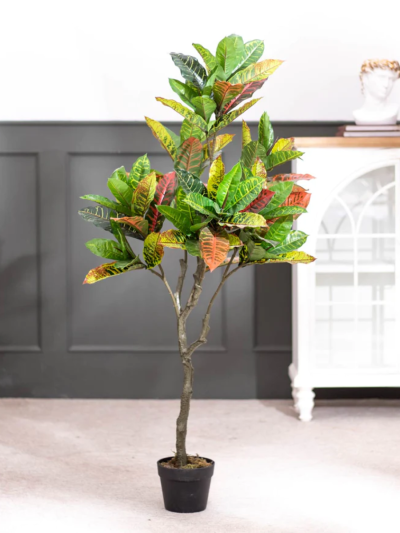 aux Garden Croton Plant