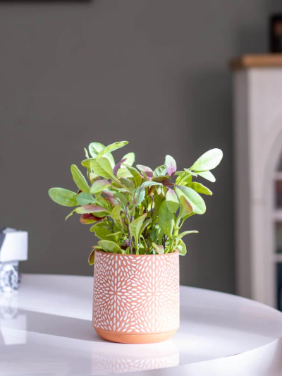 Lobelia Cardinalis Faux